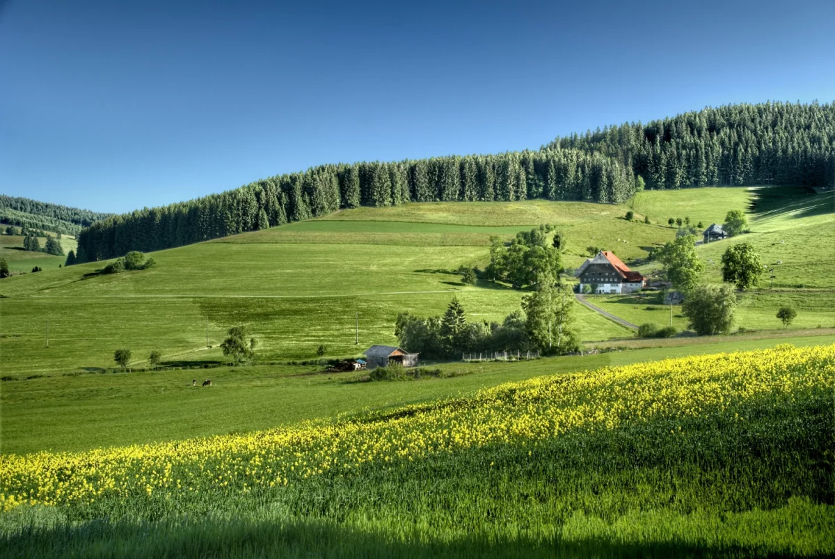 Dobra atmosfera sprzyja zdrowiu: jak pozytywna atmosfera wpływa na nasze samopoczucie i zdrowie